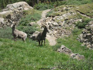 bighorn-sheep-in-camp